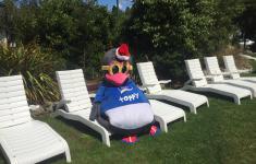 Toppy the penguin relaxing in the sun at Hanmer TOP 10
