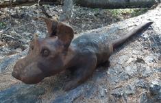 Hanmer forest trail creatures