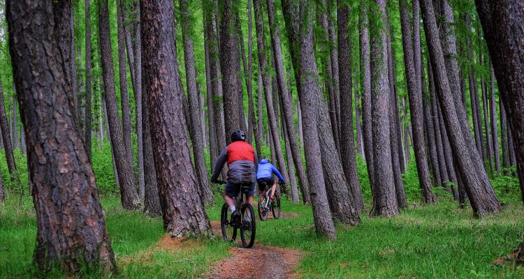 mountain bike springs